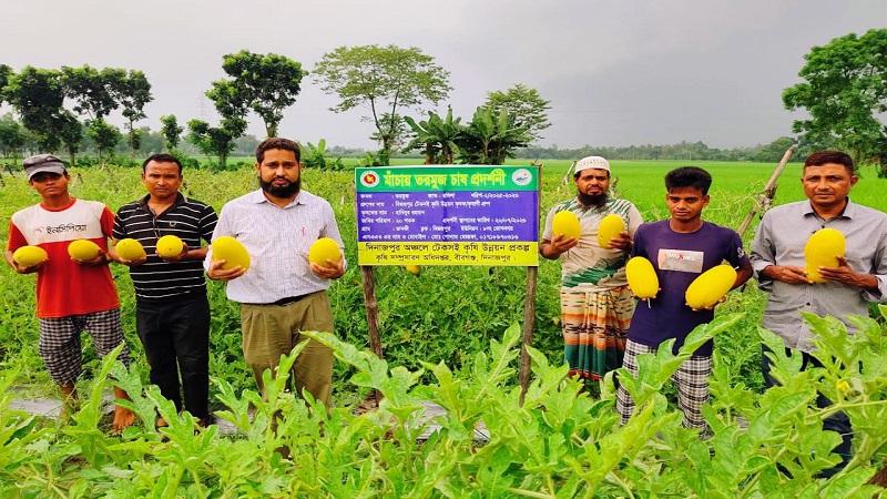বীরগঞ্জে হলুদ রঙের তরমুজ চাষে হাবিবুরের সফলতা